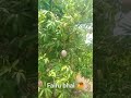 Fairu bhai Tumkur Lalpari super mango🥭 top quality Lalpari Lalpari 👌👌🥭🥭