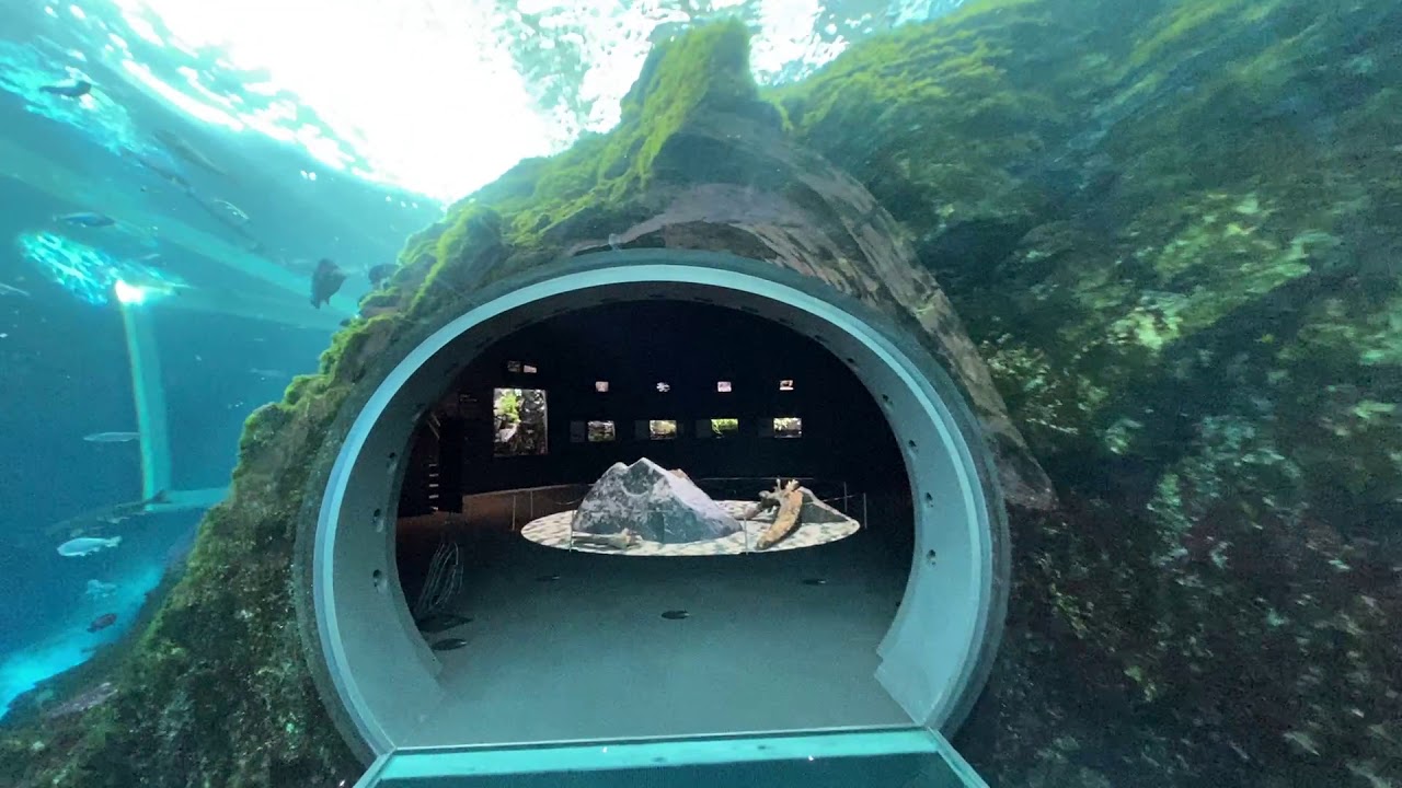 上越市水族館うみがたり全貌！順路に沿って全部歩いてみた！【水族館の全貌がわかる】