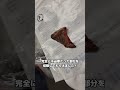 婦人科形成 削除容赦 小陰唇縮小の残骸を撮影 Short 婦人科形成 削除容赦 小陰唇縮小の残骸を撮影 Short