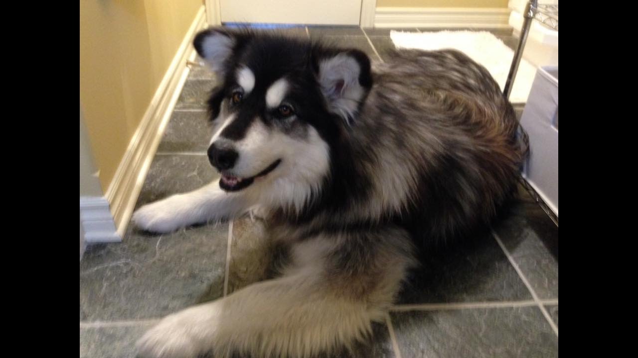 Giant Alaskan Malamute On Couch