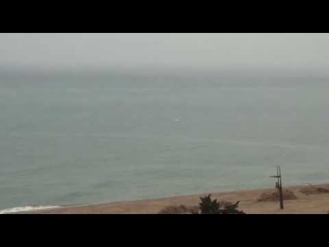 Delfines se acercan a la costa en el Maresme durante la cuarentena