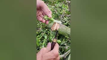 Kỹ thuật ghép xoài nhanh ra đọt non tại nhà - Plant grafting and tree care techniques #2506