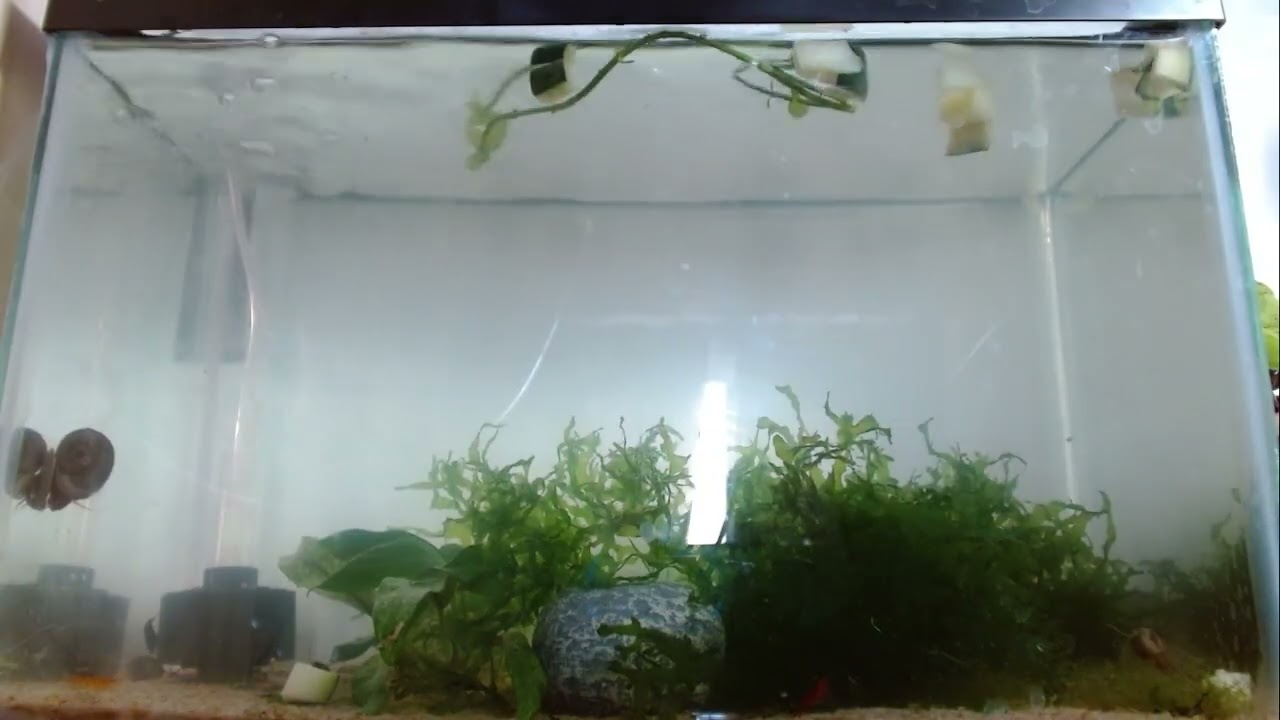 Just a pair of rescued axolotl’s living in their lives with their snail and sh (Part 1/2)