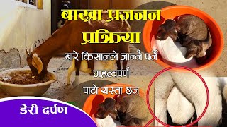 गर्भवती बाख्रा देखि सुत्केरी र पाठा पाठी स्याहार गर्दाको विधि विस्तृत रुपमा || Goat Farming in Nepal