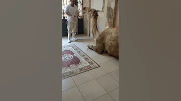 لبيك اللهم لبيك لبيك لا شريك لك لبيك 