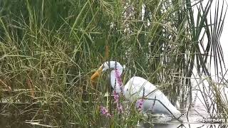 Mississippi River Flyway Cam. Great Egret caught a fish for lunch- explore.org 08-31-2021