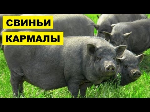 Разведение гибридной породы свиней Кармалы как бизнес идея | Свиньи Кармалы