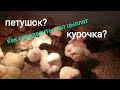 Петушок или курочка? Как определить пол у суточных цыплят.