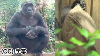 Kintaros New Friend Is Being Cherished. Momotaro Family , Gorilla