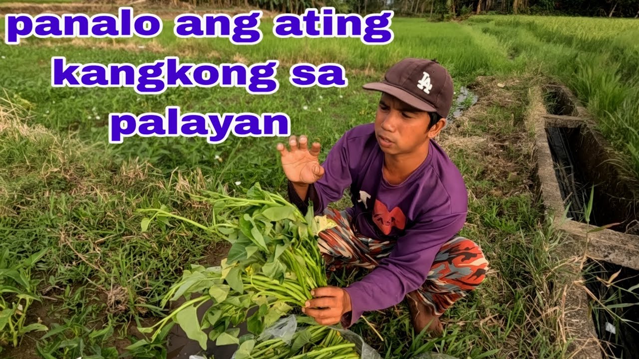 Ang gigilas na ng ating kangkong sa palayan