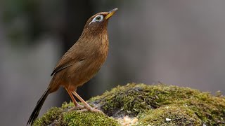 Kehidupan Wambi/Hwamei (Garrulax Canorus) di alam liar