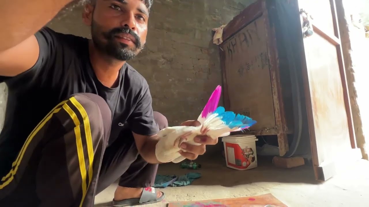 New baby pigeon fly ਕਰਾ ਆ 🕊️|| colour ￼v kara ajj🕊️❤️॥ ਕਬੂਤਰ ਵੀ ਉੱਡਾਏ॥ ਦੋਖੇ ਵਿਡਿਉ 🙏🏻॥