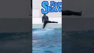 トレーナさん緊急避難!! #Shorts #鴨川シーワールド #シャチ #kamogawaseaworld #orca #killerwhale