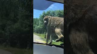 AFRICAN LION SAFARI CAMBRIDGE ONTARIO