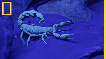 Quel est le scorpion mortel ?