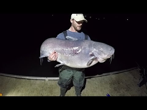 88 LB GIANT Catfish From The Bank Of A FLOODED CREEK