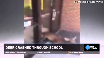 Deer crashes through school window