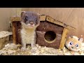 Helping Orphaned Stoat Kits Get A Wild Upbringing | Animal Rescues