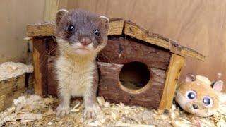 Helping Orphaned Stoat Kits Get A Wild Upbringing | Animal Rescues