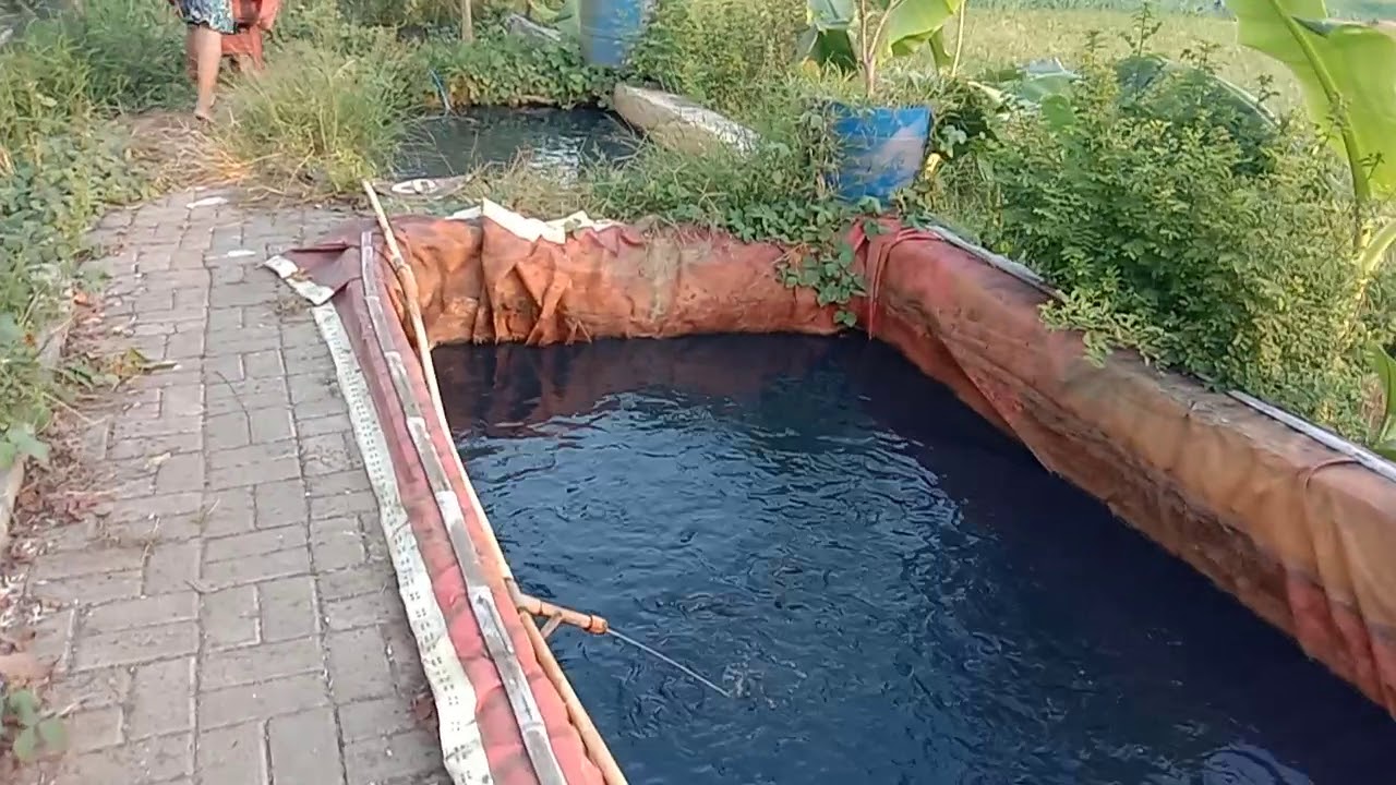 Budidaya lele dengan kolam terpal dan pakan pelet 