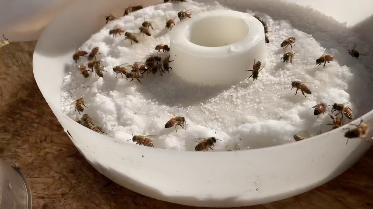 Winter Bee's Feed Tips & Tricks YouTube
