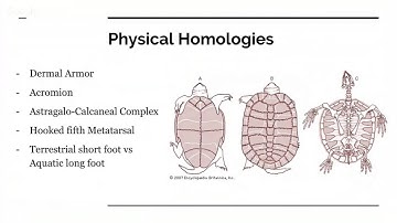 Evolution of the Turtle and the Shell