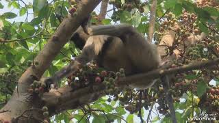 Baby monkey eating fruits with mom #monkeyanimals #Cute #natural #monkey #monkeylove #viral
