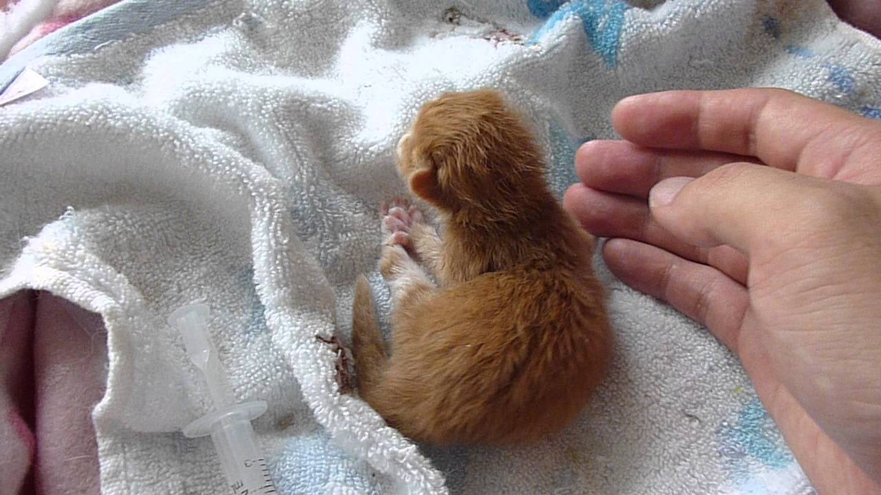 生後1週間の子猫 1 Week Old Kitton Youtube