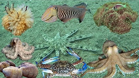 Lặn Biển Tìm Bắt Những Loại Hải Sản Có Giá Trị Cao, Đủ Loại Sò Ốc Mực Cua Ghẹ | Cảnh 86