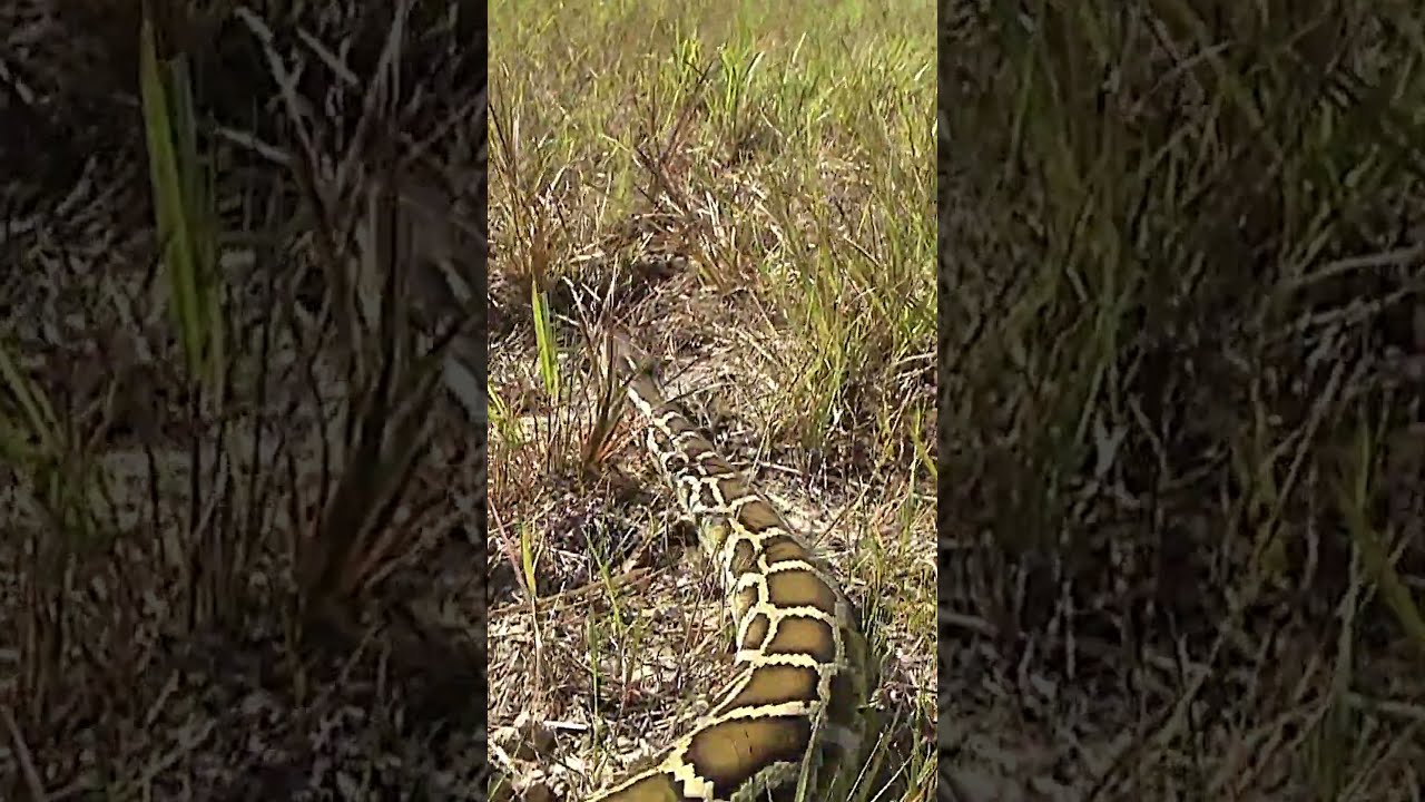 How Burmese pythons became an invasive species in Florida. #burmesepython #invasivespecies #florida