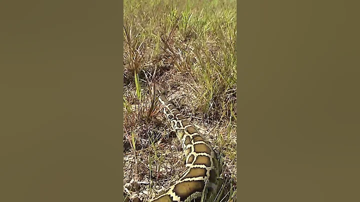 How Burmese pythons became an invasive species in Florida. #burmesepython #invasivespecies #florida - DayDayNews