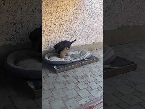 Детвора балуется) #кабан #собака #лесной #hunting #животные #animals #labrador #fishing