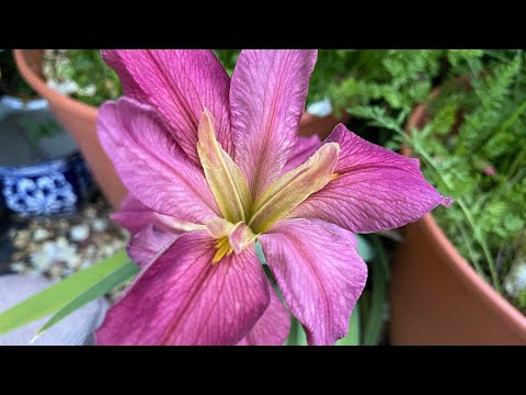 Video: Siberian Irises - Varieties And Features