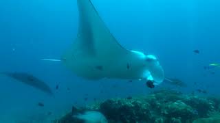 &quot;Maldiviana&quot; safary with &#39;Nemo diving club&#39; June 2018.