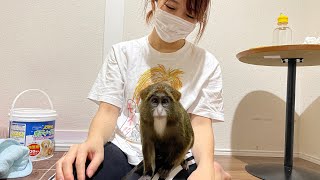 お猿のまりもちゃんすくすく成長中です。【お猿のまりも】#4
