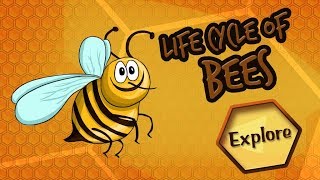 Life Cycle of a Honey Bee (FOR KIDS)
