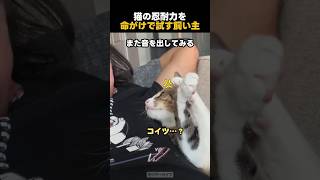 猫の忍耐力を命がけで試す飼い主 #猫 #shorts
