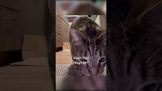 Camera Inspection Required! 📸🕵️‍♂️😂#SocratesTheCat #CuriousKitty #CatCloseUp #FunnyCatMoment