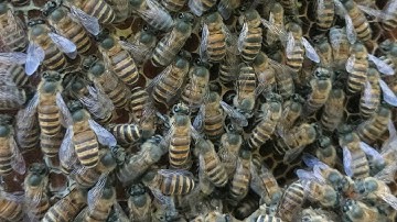 apis cerana swarm #swarming #honey #beekeeping @KASHMIRIBEEKEEPER