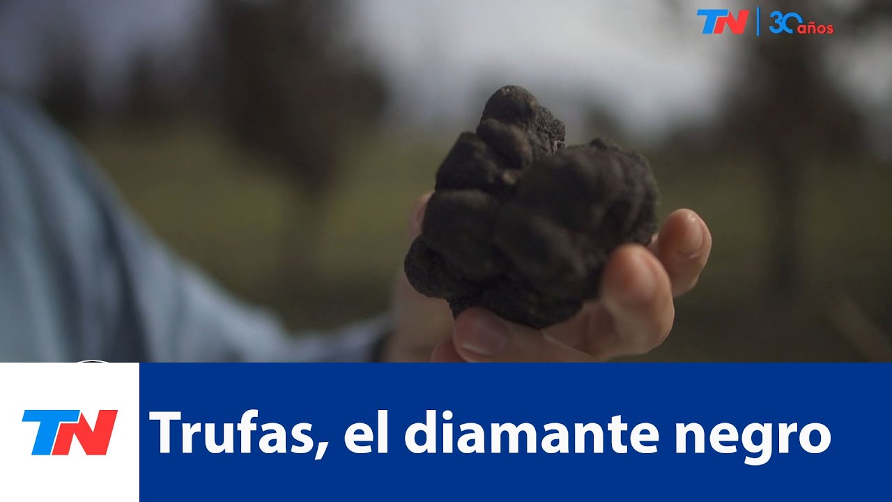 Trufas, el diamante negro I Se produce en Buenos Aires y cuesta hasta 3 mil dólares el kilo