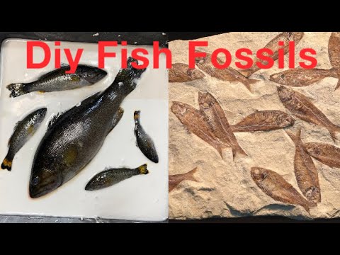 Video: Kako fosil utječe na okoliš?