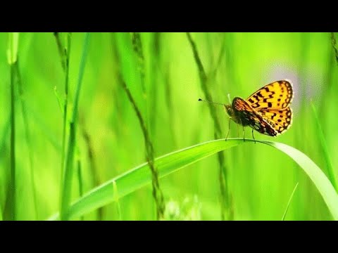 Алла Пугачёва -