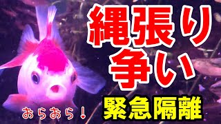 オランダ獅子頭 ピンポン水槽で金魚が縄張り争いをエサやり後に始めてしまって泣く泣く出目金水槽へ隔離 金魚水槽 金魚の縄張り Youtube