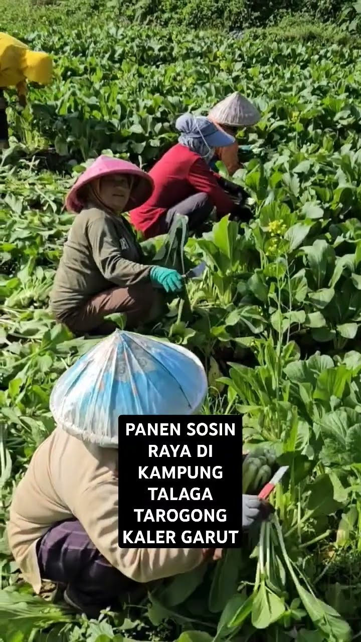 Jalan Jalan Lihat Panen Sosin