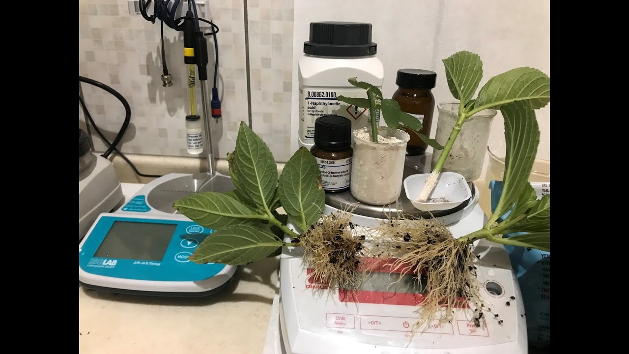 Çelik Köklendirme Hormonu Nasıl Kullanılır, How To Use Rooting Hormone