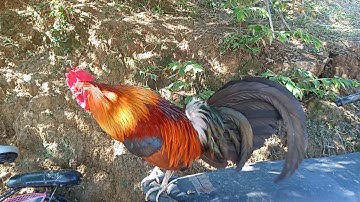 ນ້ອງຂອງເຈົ້ເຫຼືອງຟ້າຜ່າ