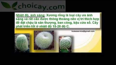 Cách chăm sóc cây xương rồng - http://choicay.com