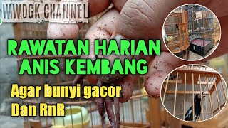 Tips rawatan harian anis kembang agar cepat bunyi gacor dan RNR di rumah!!!