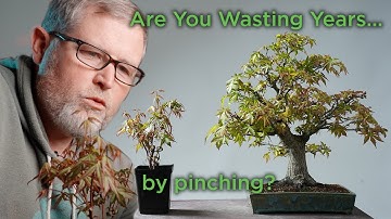 Bonsaify | When to Pinch Japanese Maples and When to Let 