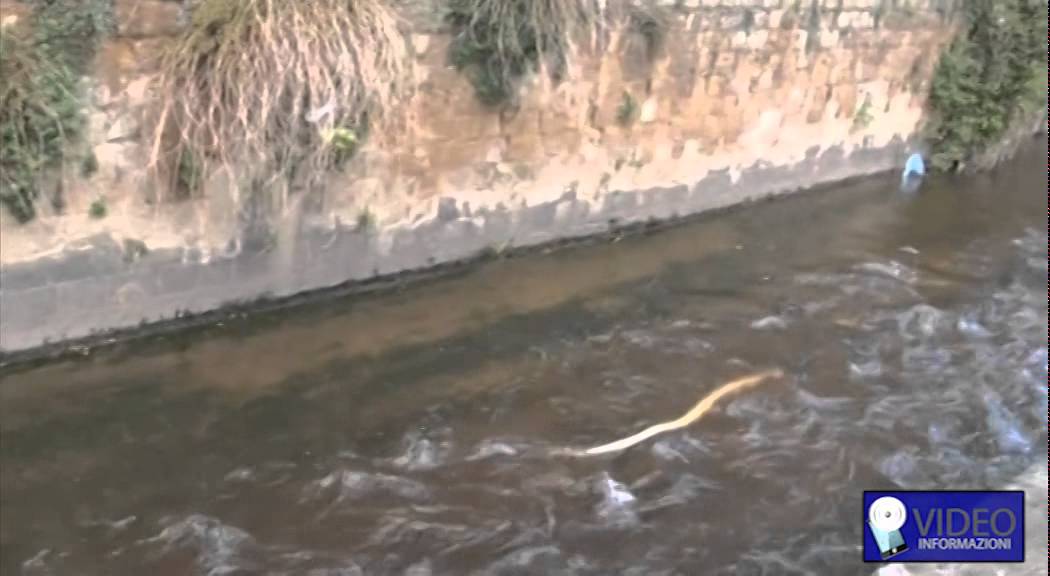 ritrovato un pitone nel fiume a nocera inferiore YouTube